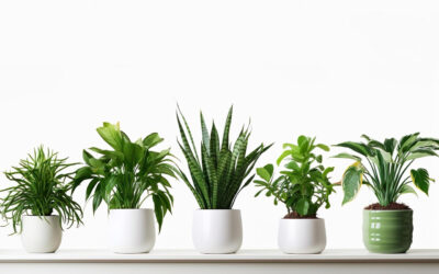 Tips on How To Select The Right plants