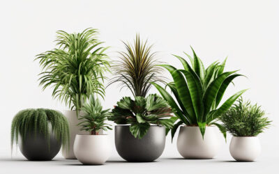 Indoor Plants Are Good For Health.
